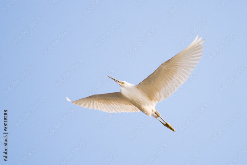 white egret white egret