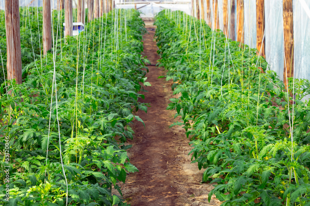 Green farm of tomato bushes Green farm of tomato bushes