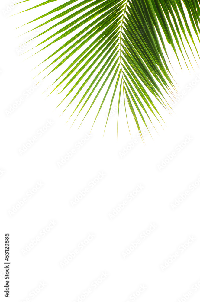 Coconut leaves.