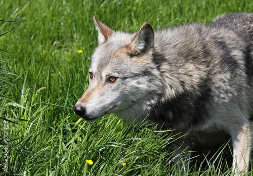 Watchful Wolf in the grass