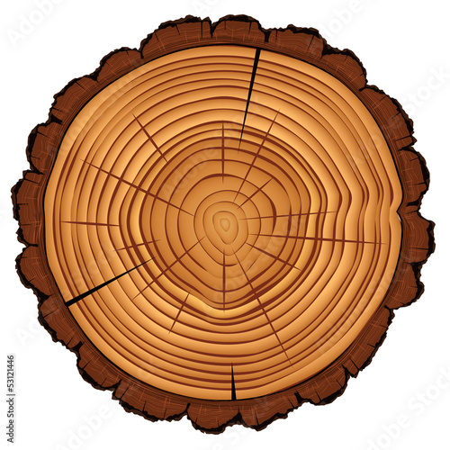 Cross section of tree stump, vector Eps10 illustration.