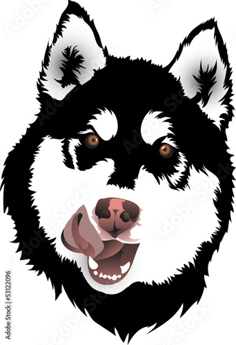 Malamute dog's head