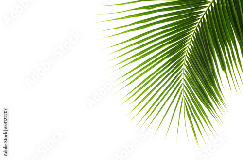 Coconut leaves. © aedkafl