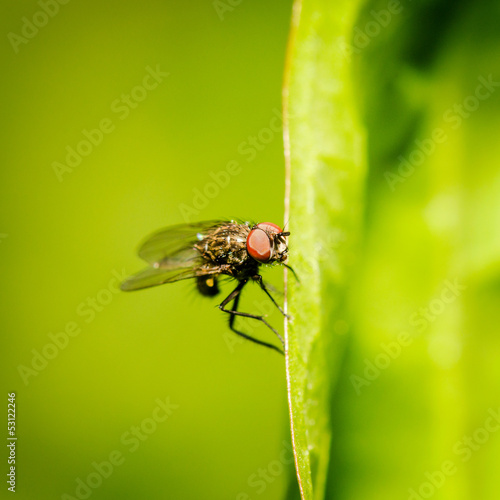 Gnat... photo