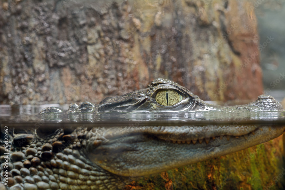 Naklejka premium Caimano dagli occhiali