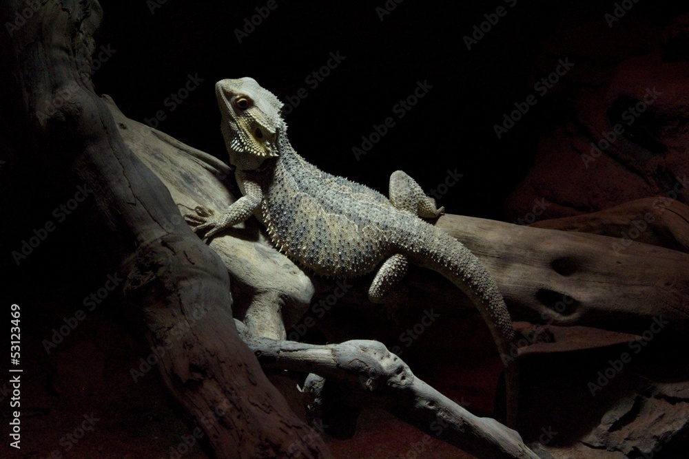 Fototapeta premium iguana