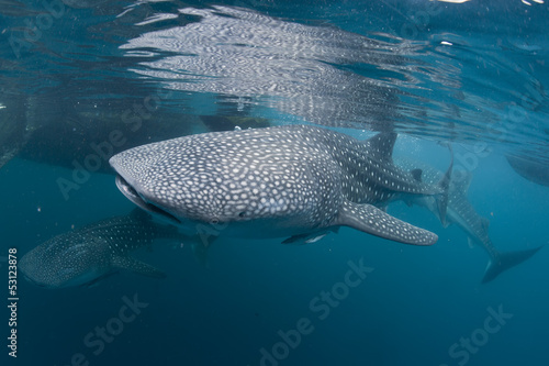 Isolated Whale Shark portrait underwater in Papua #53123878