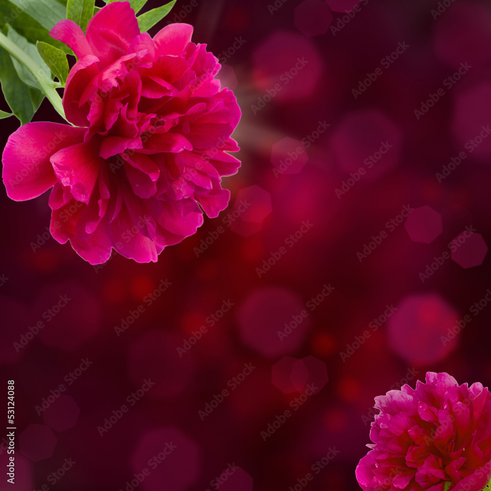 Fototapeta premium peony flowers