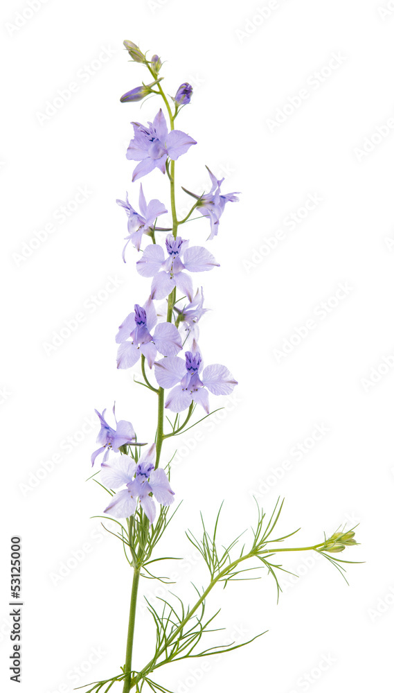 Wild flowers isolated