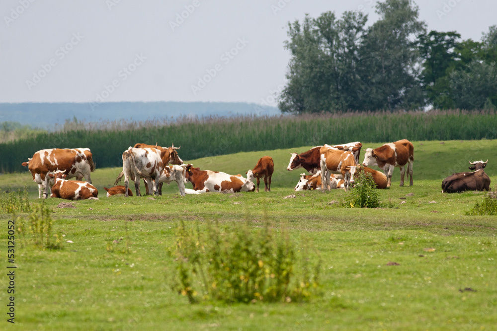 cows grazing