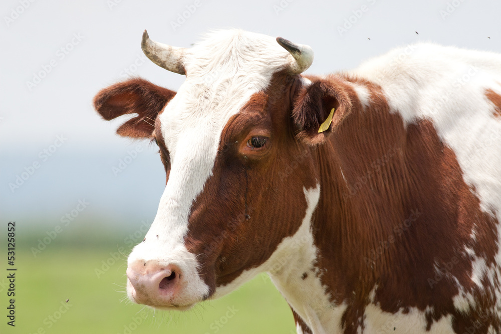 cow portrait