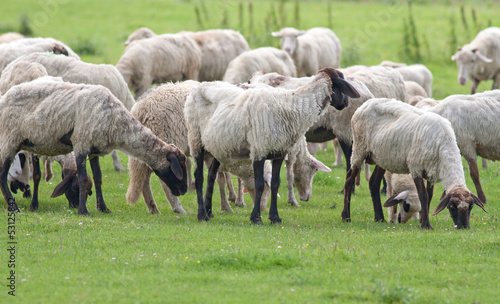 sheep herd