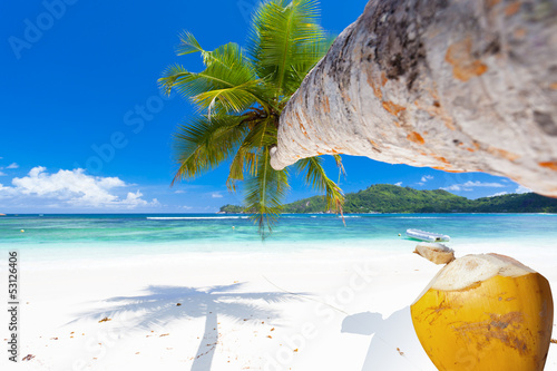 cocotier sur plage des Seychelles