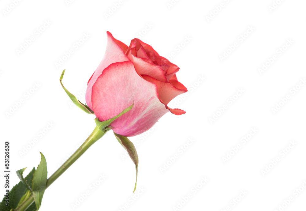 Pink rose Pink rose