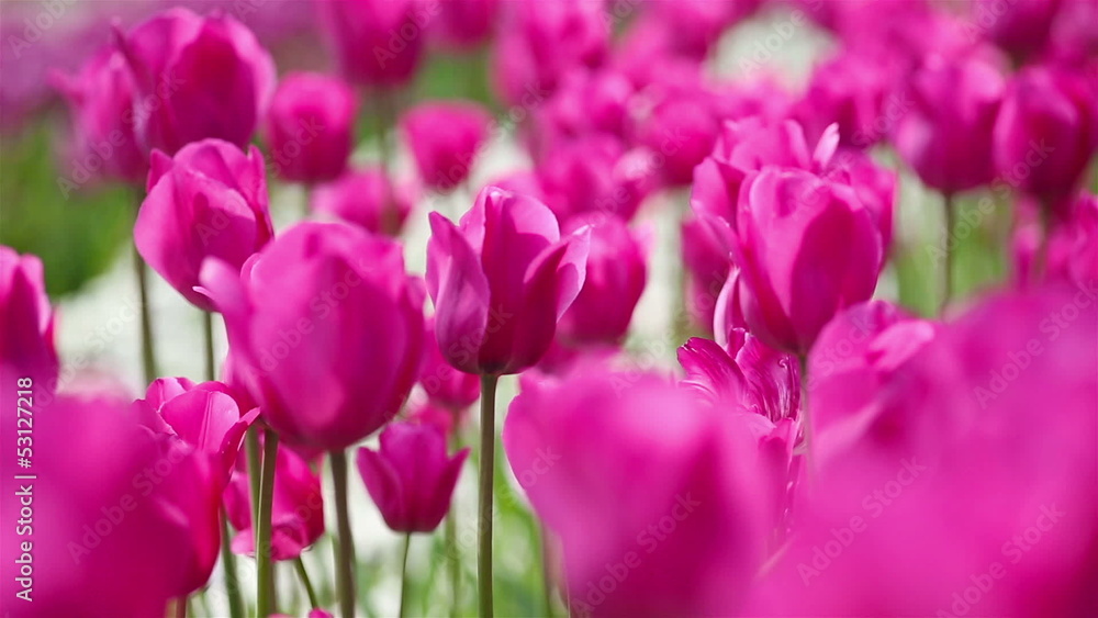 Panning over a field with many pink tulips in spring Panning over a field with many pink tulips in spring