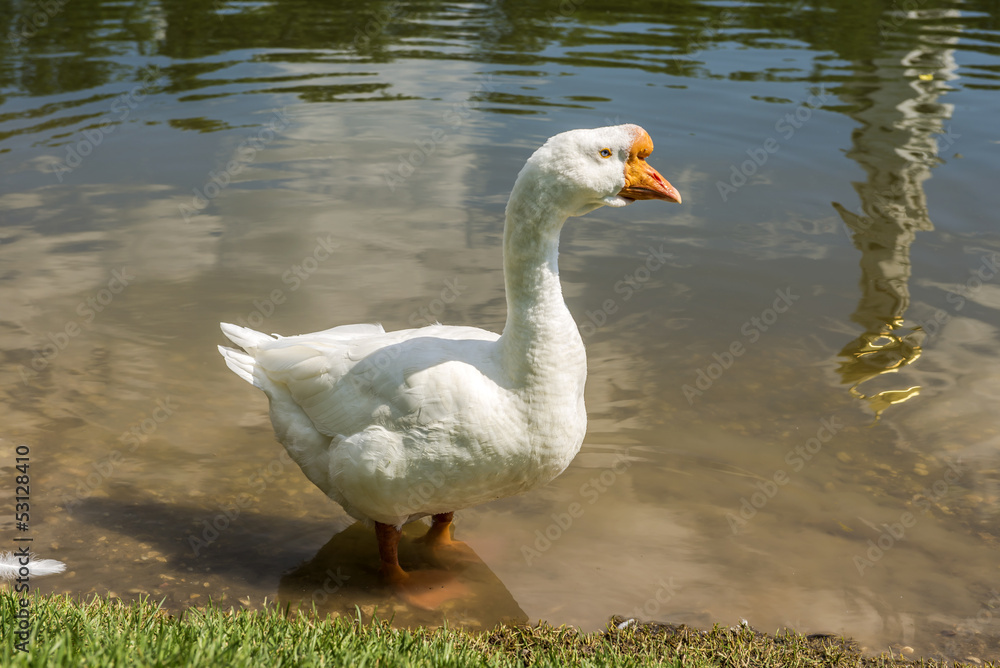 Obraz premium holmogorskoj goose breeds grazing near the shore pond