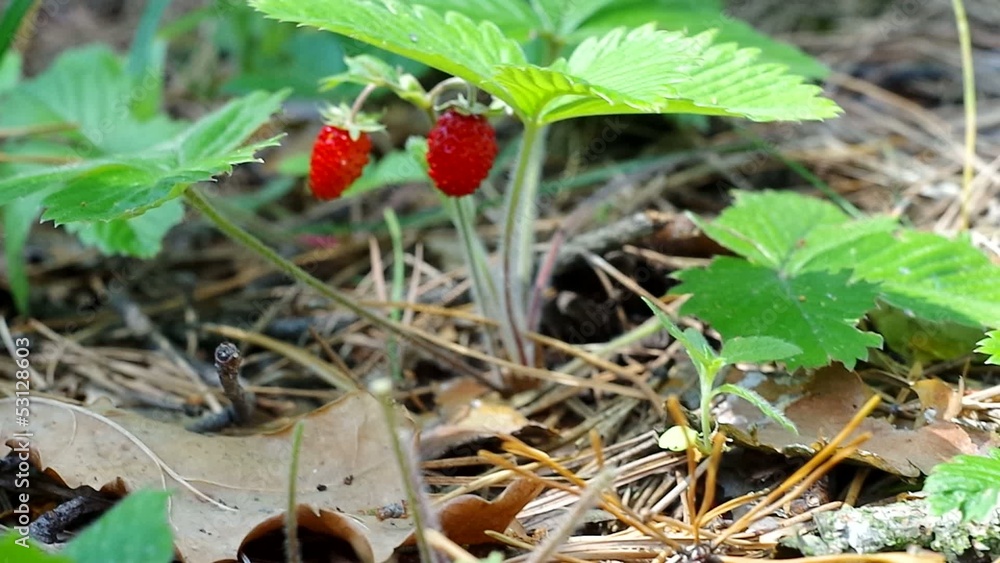 Wild strawberry berry growing in natural environment. Wild strawberry berry growing in natural environment.