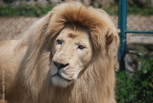 white lion portrait