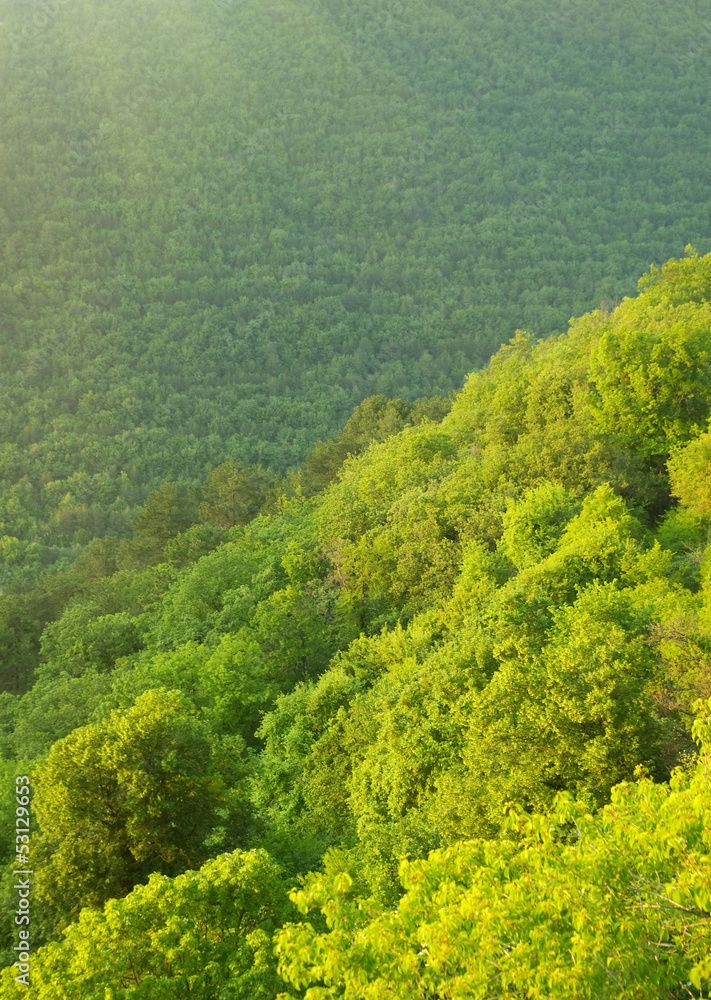 Obraz premium Green forest mountain at morning
