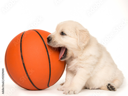 Basketball Puppy