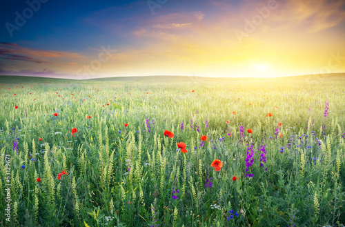 Spring meadow of violet flower.