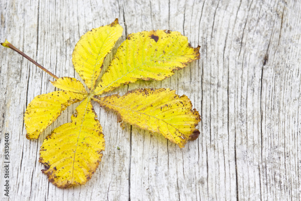autumn leaf on old wooden background autumn leaf on old wooden background
