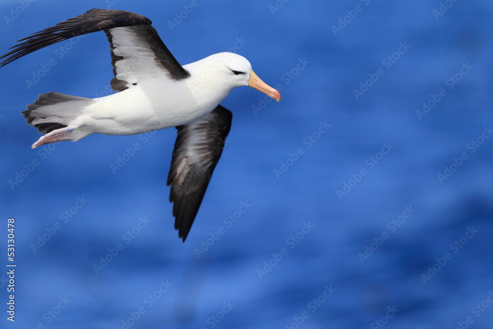 Albatross (Thalassarche melanophris impavida) Albatross (Thalassarche melanophris impavida)