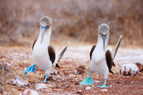 Photography Blue footed booby mating dance