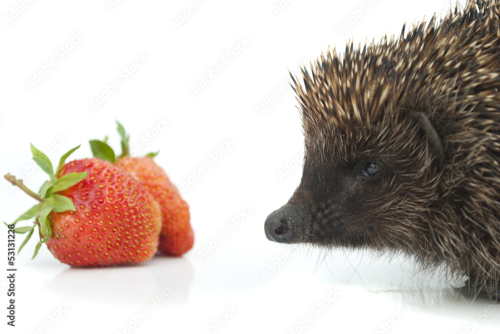 Obraz premium Hedgehog and strawberries