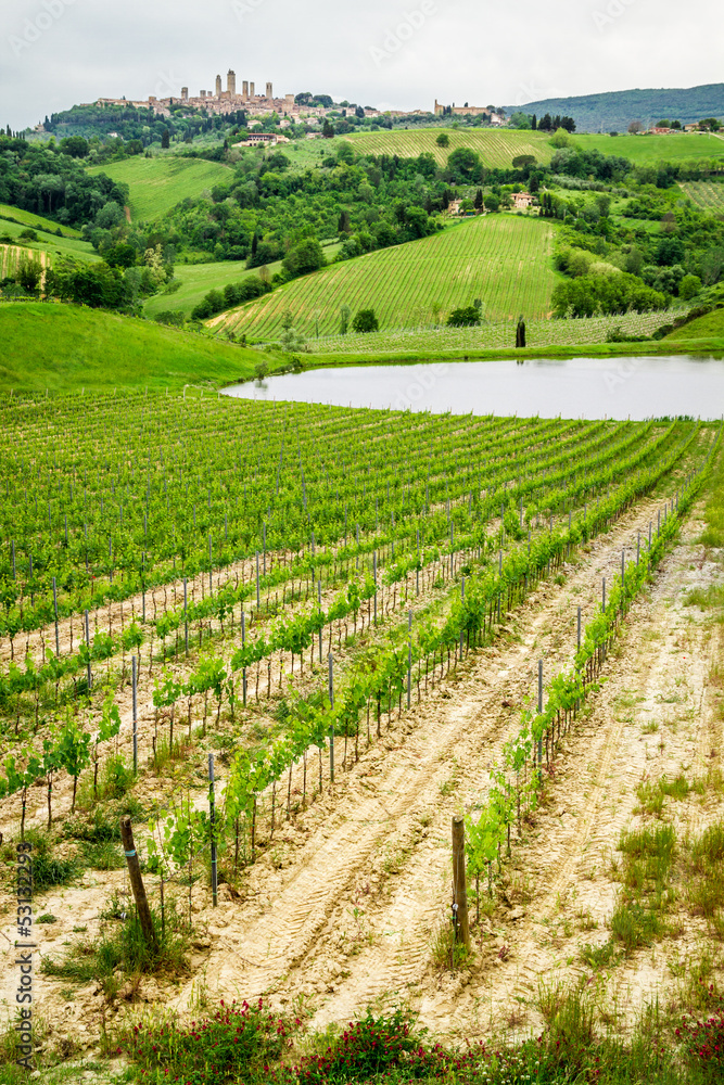 Field of grapes on a pond in San Gimignano