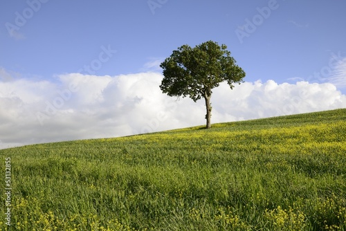 A solitary tree on a rape field in Tuscany