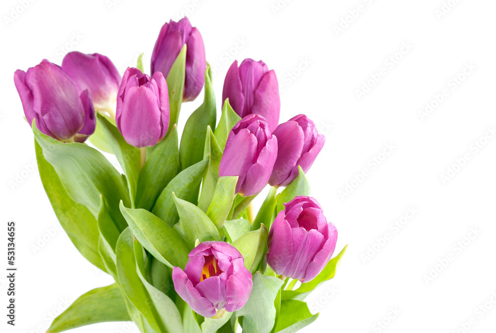 Obraz premium The pink tulips