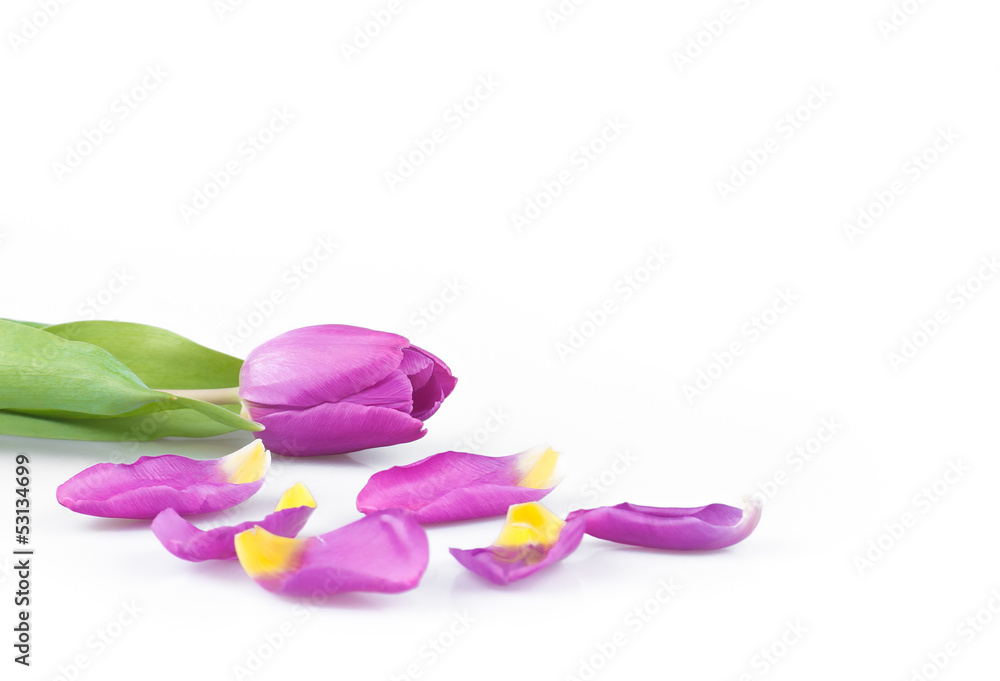 The purple tulip The purple tulip