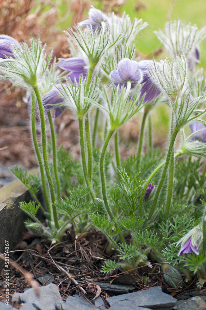 Obraz premium Pasqueflower