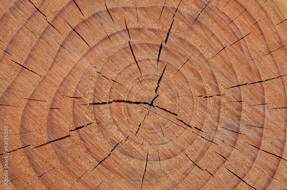 Fototapeta premium Pień drzewa