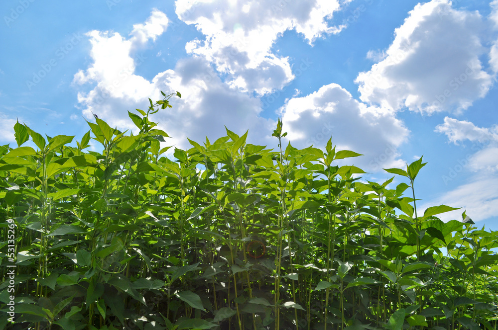 Green Grass and Blue Sky Green Grass and Blue Sky