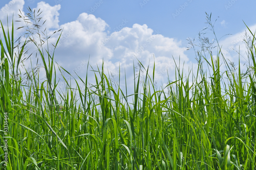 Fototapeta premium Green Grass and Blue Sky