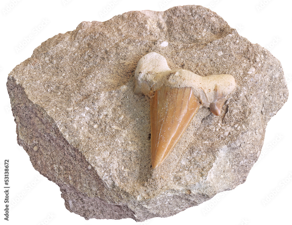 Fototapeta premium Fossilized shark teeth isolated on white background