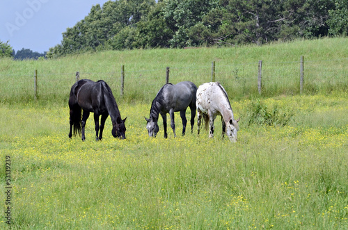 Three Horses Grazing