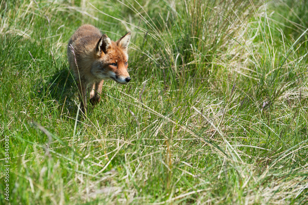 Red fox Red fox