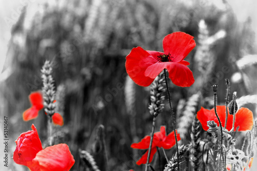 Poppy - For Remembrance Day
