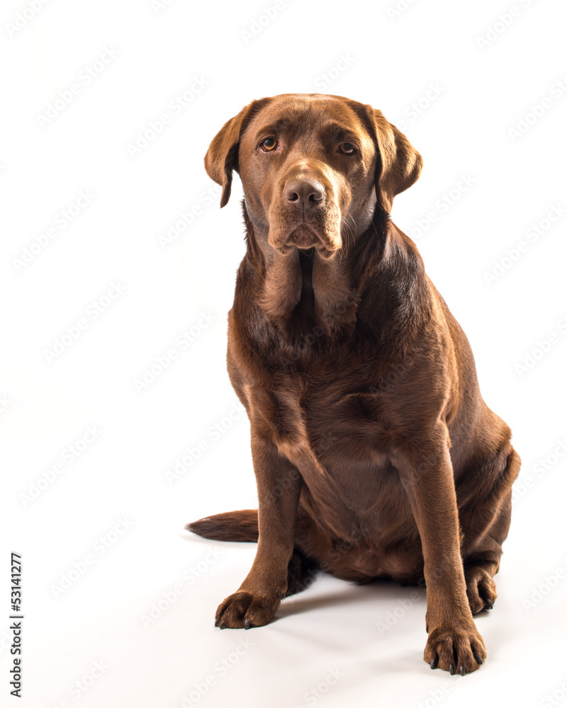 chocolate labrador chocolate labrador