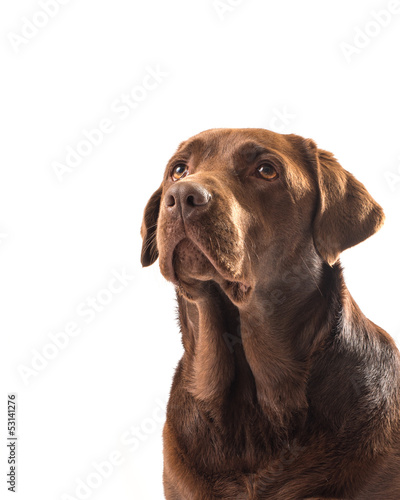 chocolate labrador © nspooner