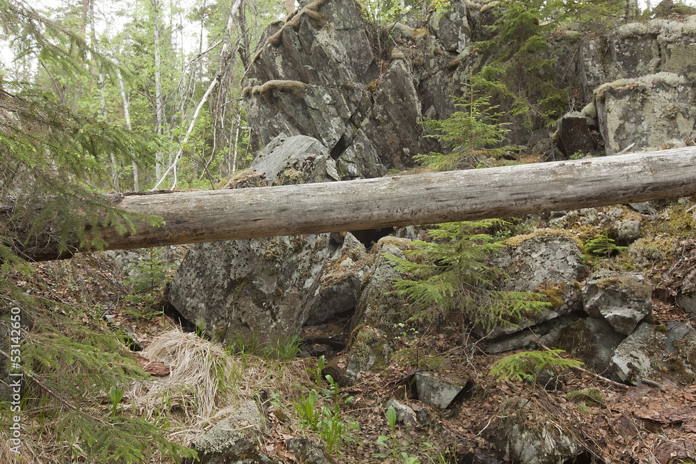 Wild untouched forest with rocks and fallen tree, Sweden