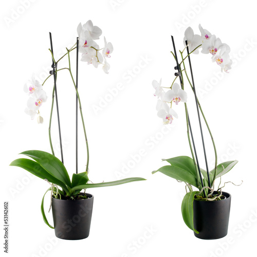 Fototapeta Naklejka Na Ścianę i Meble -  Beautiful white orchid in a flowerpot