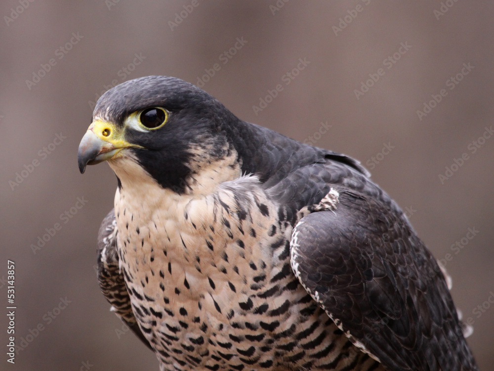 A Peregrine Falcon (Falco peregrinus) perched on a stump. These birds are the fastest animals in the world.. A Peregrine Falcon (Falco peregrinus) perched on a stump. These birds are the fastest animals in the world..