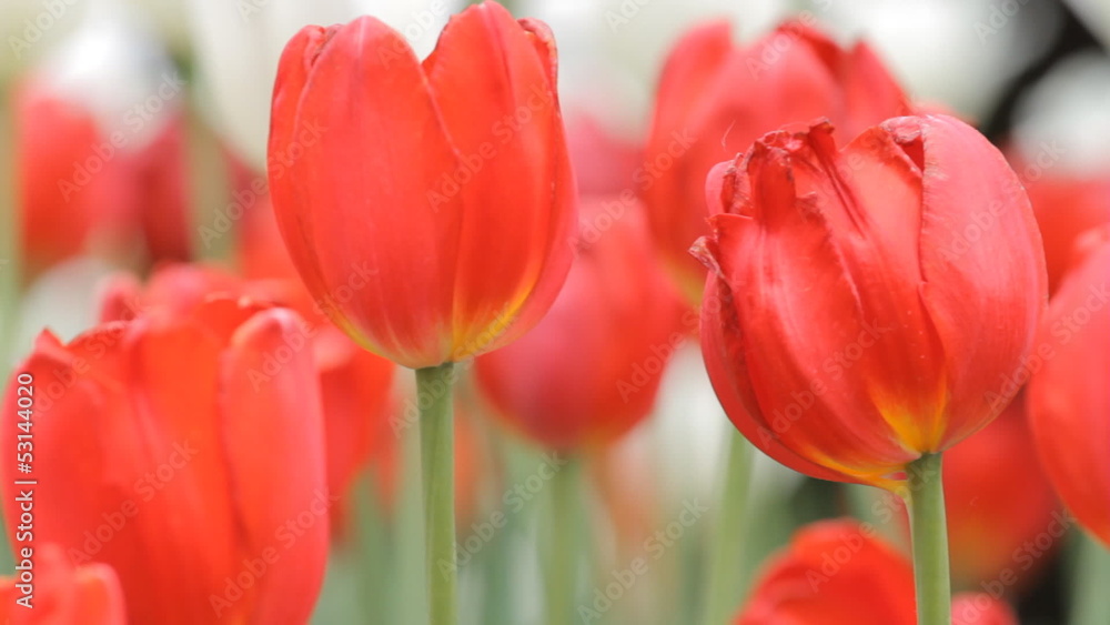 Red Tulips in the park. Tripod panning Red Tulips in the park. Tripod panning