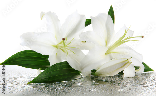 Fototapeta Naklejka Na Ścianę i Meble -  Beautiful lily, isolated on white