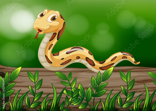 A snake above a wood