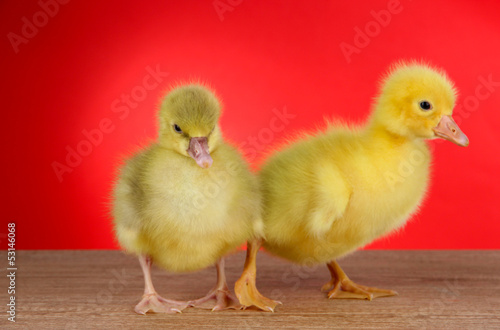 Little ducklings on table on red background